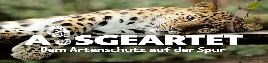 Amurleopard liegend