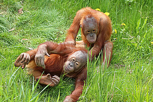 Zwei Sumatra-Orang-Utans liegen im Gras aneinander gelehnt