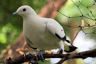 Pied imperial pigeon sitting on the tree