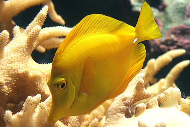 Gelber Segelflossen-Doktorfisch im Aquarium