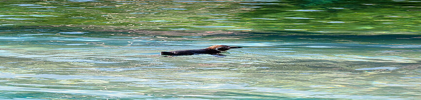 Pinguin im Wasser ein Pinguin im Wasser