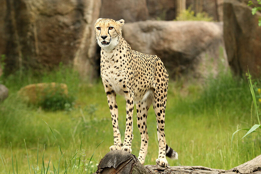 Ein Südafrikanischer Gepard von vorn in Nahaufnahme auf einem Ast, im Hintergrund Gras und Felsen