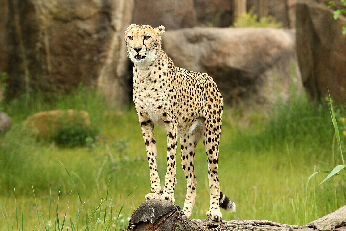 Southern Cheetahs: Meet them at Zoo Leipzig!