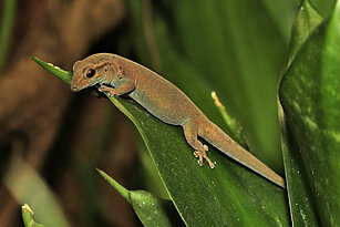 Turquoise dwarf gecko 