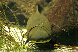South American lungfish 
