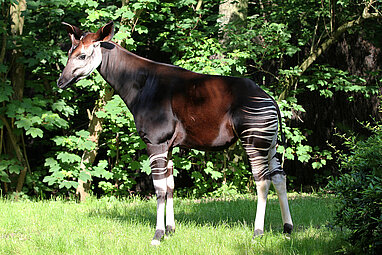 Okapi stehend im Okapi-Wald