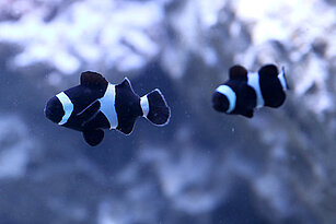 Zwei Orange-Ringel-Anemonenfische, schwarze Variante