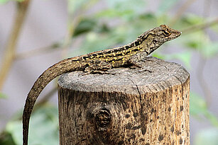 Brown anole climbing a tree