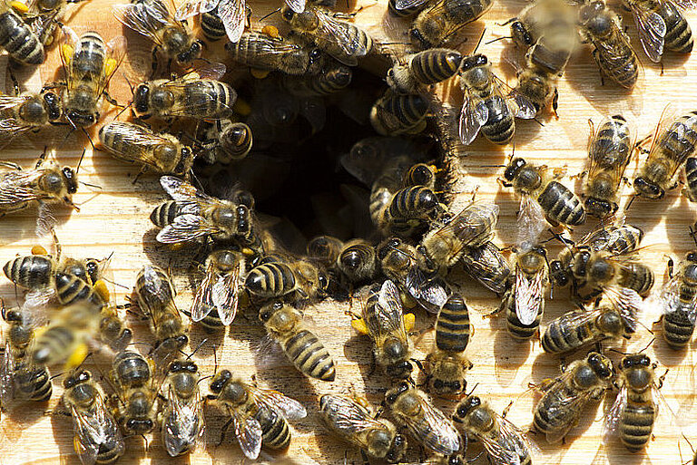 Bienenschwarm vor einem Loch.