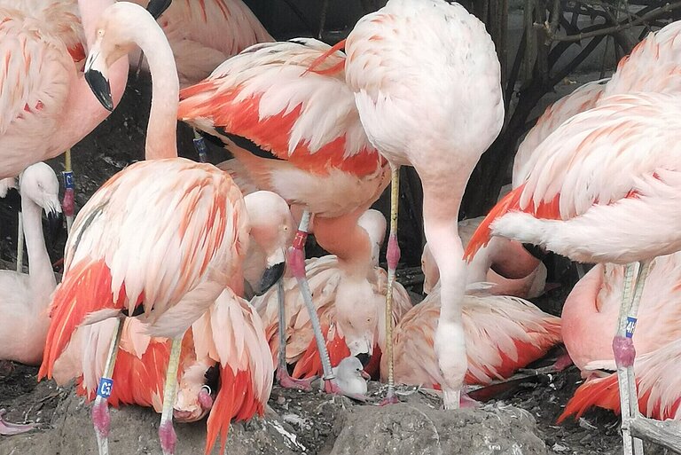 Flamingoküken auf dem Bruthügel