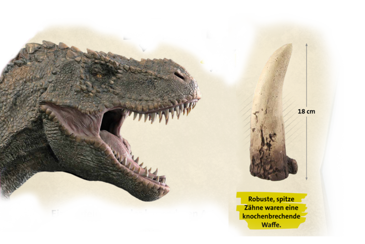 Kopf und Zahn Tyrannosaurus rex