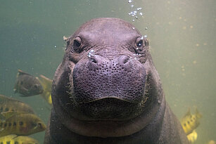 Pygmy hippopotamus underwater
