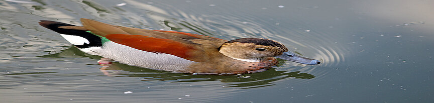 Ringed teal 