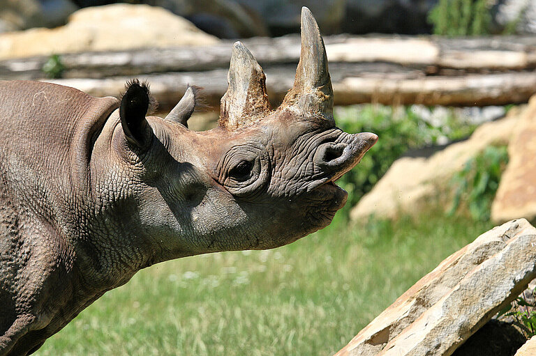 Eastern black rhinoceros' head from the side