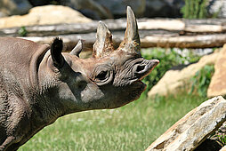 Eastern black rhinoceros' head from the side