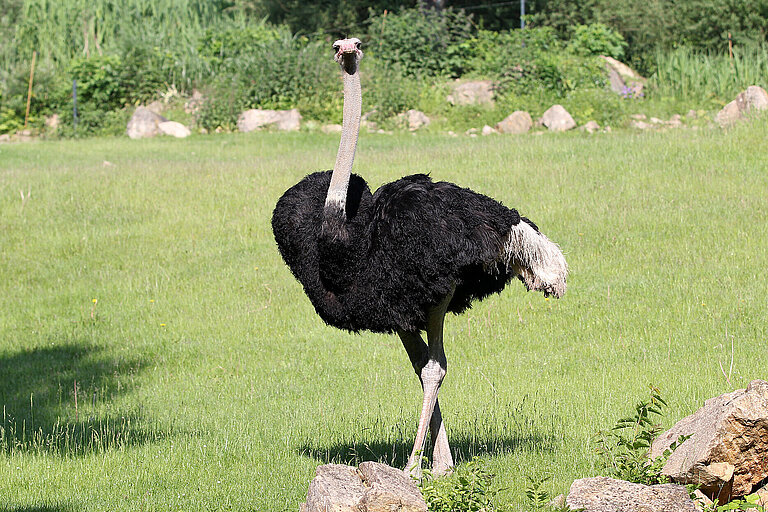 ostrich on the kiwara savannah