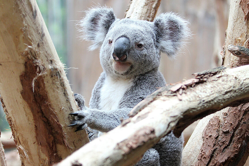Ein Koala sitzt in einer Astgabel
