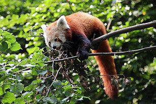 Nepalesischer Roter Panda auf einem Ast in der Hochgebirgslandschaft Himalaya