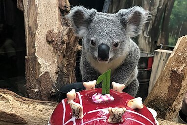 Koala Bouddi feiert seinen 1. Geburtstag mit einer großen Torte