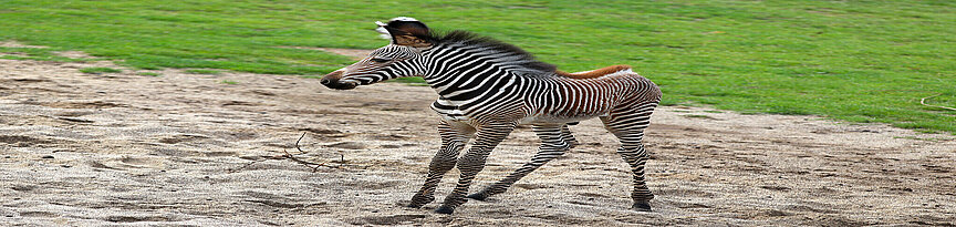 Grevy-Zebra mit Jungtier steht im Sand