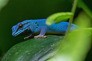 Türkisblauer-Taggecko sitzt auf einem Blatt und schaut zur Seite