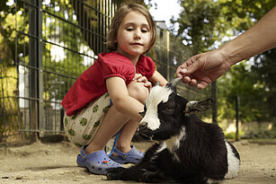 child in a petting pen