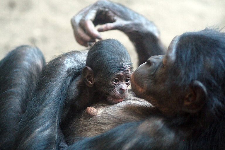 Bonobojungtier Gerda im_Arm_der_Mutter