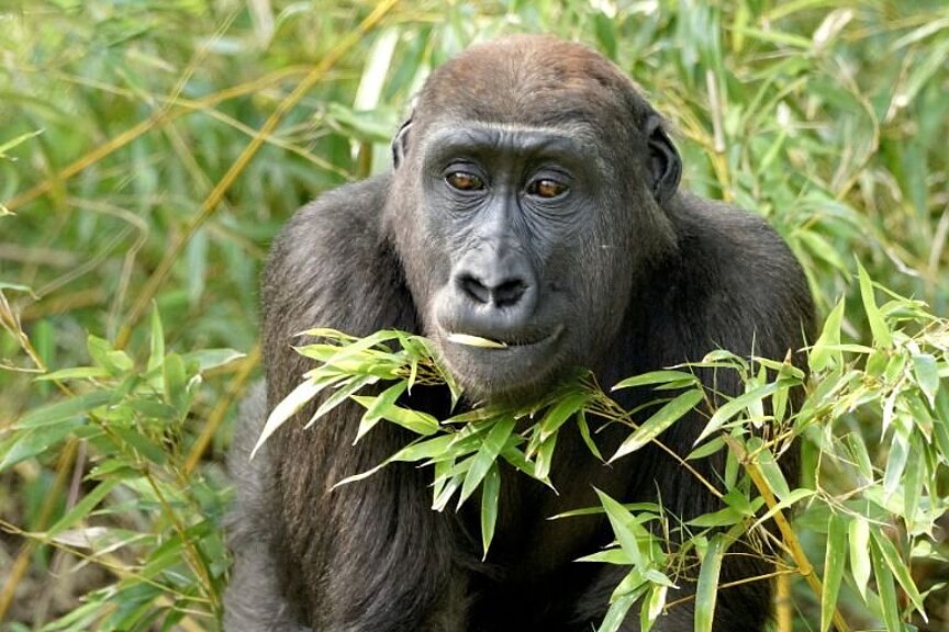 Veranstaltungskalender Bilder - 14 Gorillaweibchen hinter Bambus