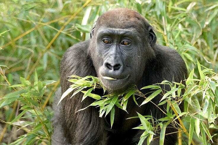 Gorillaweibchen hinter Bambus