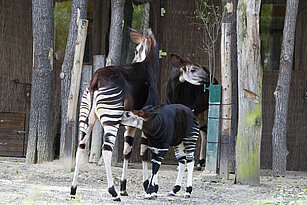 Drei Okapis auf der Anlage, Jungtier trinkt bei der Mutter.