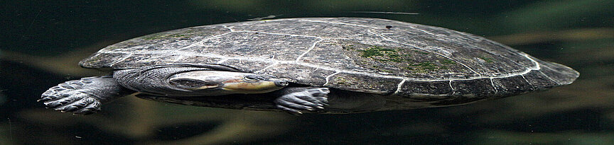 Arrau-Schienenschildkröte von vorn unter Wasser
