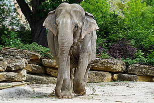 Asiatischer Elefant von vorn bei Gehen