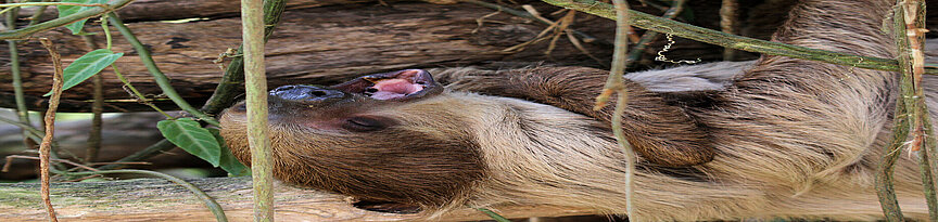 Linne’s two-toed sloth yawning