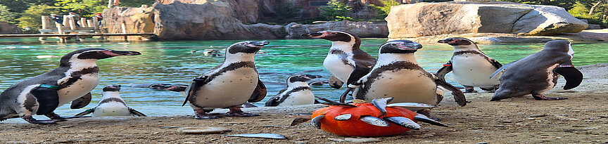 Humboldtpinguine an einem Kürbis mit Fisch