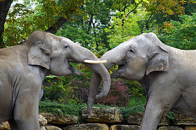 Zwei Asiatische Elefanten mit Rüsselkontakt