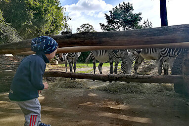 Kind vor einem Zebragehege
