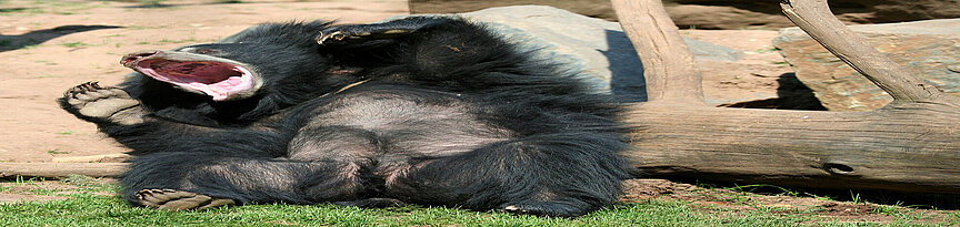 Indian sloth bear laying on his back