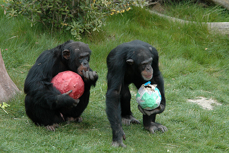 [Translate to English:] Zwei Schimpansen mit Piñatas auf der Aussenanlage