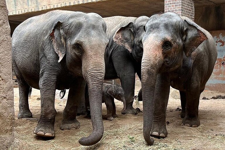 Elefantenkalb zwischen Mutter Pantha, Tante Thuza und Oma Kewa