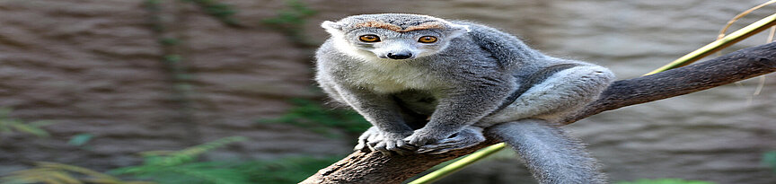 Crowned lemur 