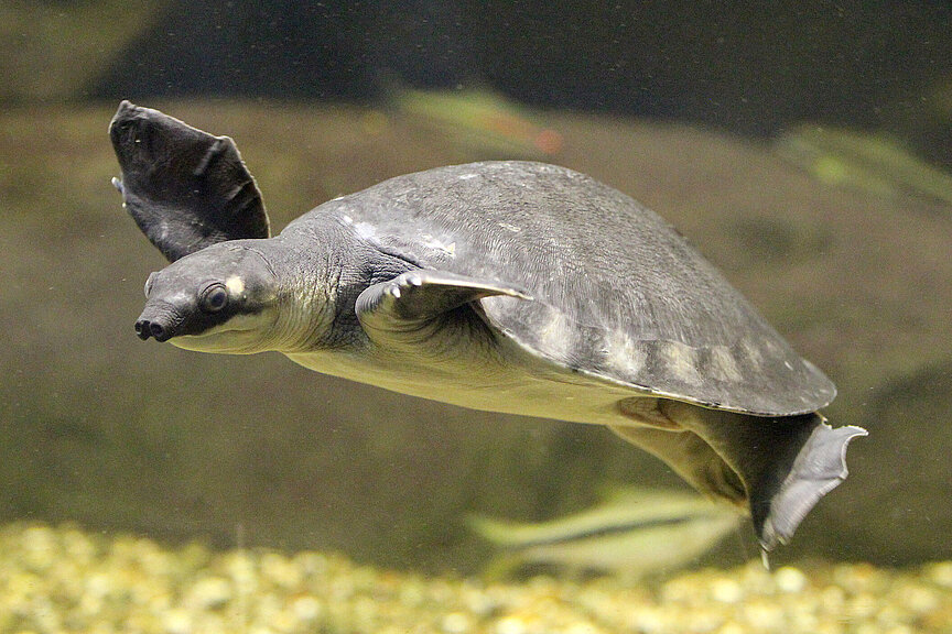 Eine Neuguinea-Weichschildkröte von der Seite beim Schwimmen unter Wasser