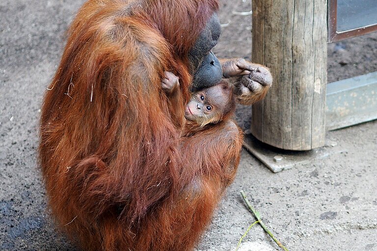 Orang-Utan-Weibchen Raja hält Jungtier Lursa im Arm