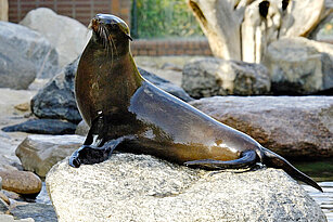 South African fur seal on a stone in the water