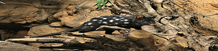 Eastern quoll 