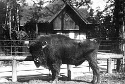 Bison "Plinius" in the enclosure, ca. 6-7 years