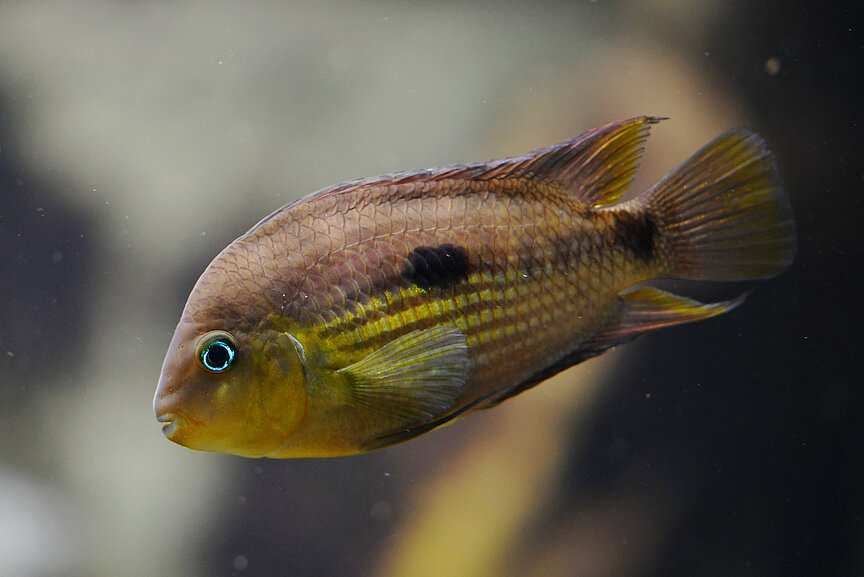 Topas-Buntbarsch im Aquarium