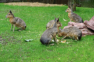 Gruppe von fünf Großen Maras beim Fressen