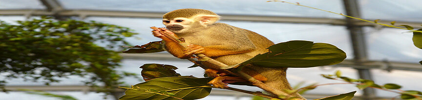 Common squirrel monkey in Gondwanaland