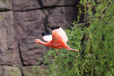 Fliegender Roter Sichler in der Flamingolagune