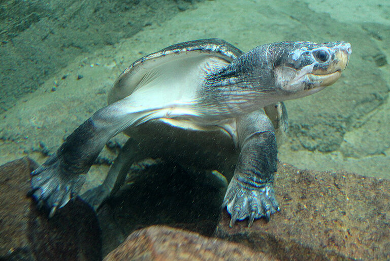 swimming Malaysian giant turtle 